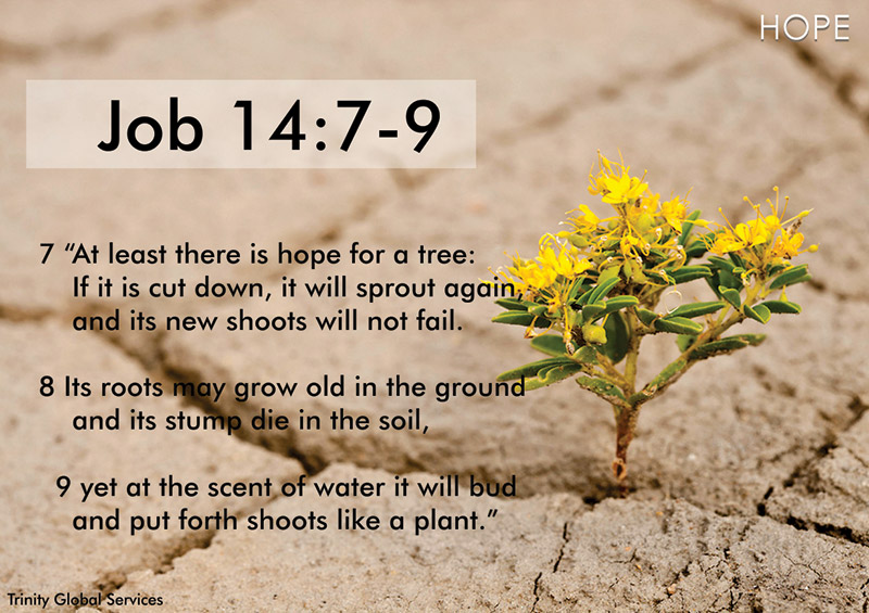 Promise Verse of the Week